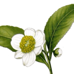tealeaf-flower.png